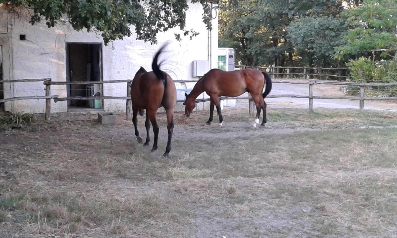 PaillolesFerme Equestre Des Abrons别墅 外观 照片